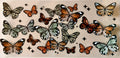 16oz decal, Butterfly